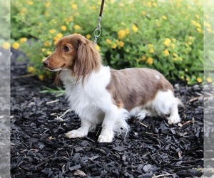 Father of the Dachshund puppies born on 08/16/2026