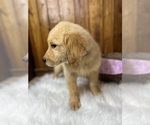 Small Photo #2 Golden Retriever Puppy For Sale in NEOLA, WV, USA