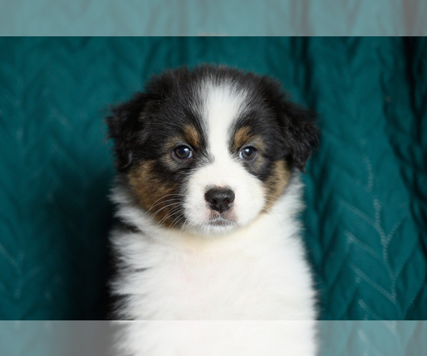 Medium Photo #1 Australian Shepherd Puppy For Sale in ROCKY MOUNT, VA, USA