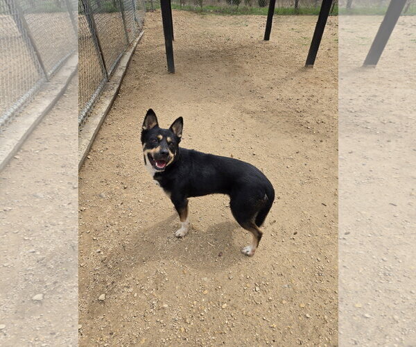 Medium Photo #1 Mutt Puppy For Sale in Maquoketa, IA, USA