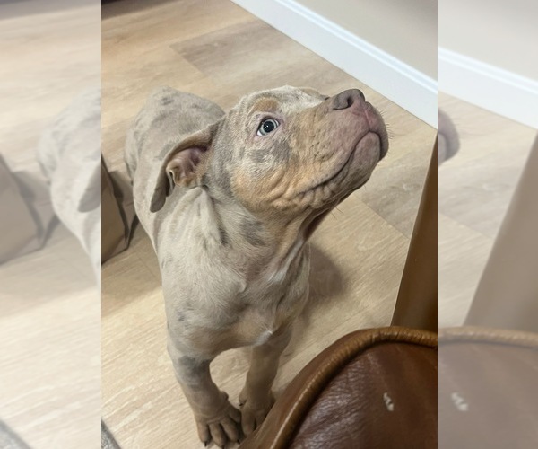 Medium Photo #4 American Bully Puppy For Sale in BROCKTON, MA, USA