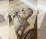 Small Photo #4 American Bully Puppy For Sale in BROCKTON, MA, USA