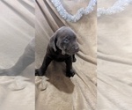 Puppy Helix Labrador Retriever