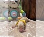 Small #1 Golden Retriever