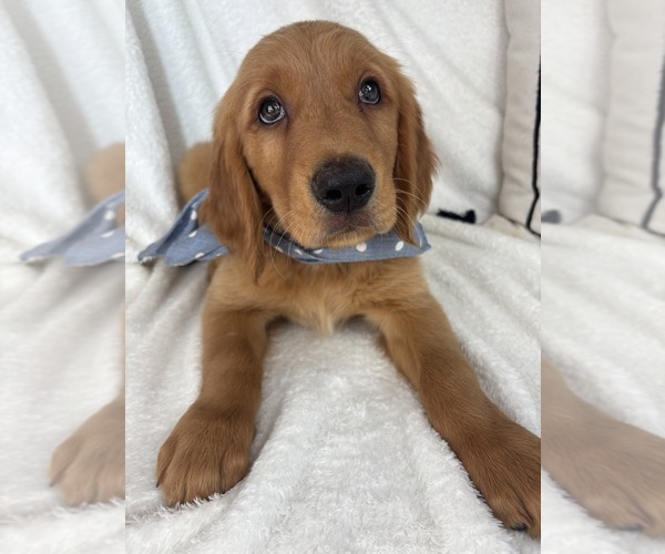 Medium Photo #4 Golden Retriever Puppy For Sale in GREENFIELD, IN, USA