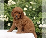 Small #4 Cavapoo