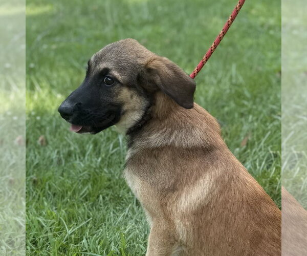 Medium Photo #5 Mutt Puppy For Sale in Yardley, PA, USA