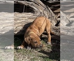 Small Photo #62 Rhodesian Ridgeback Puppy For Sale in MORONGO VALLEY, CA, USA