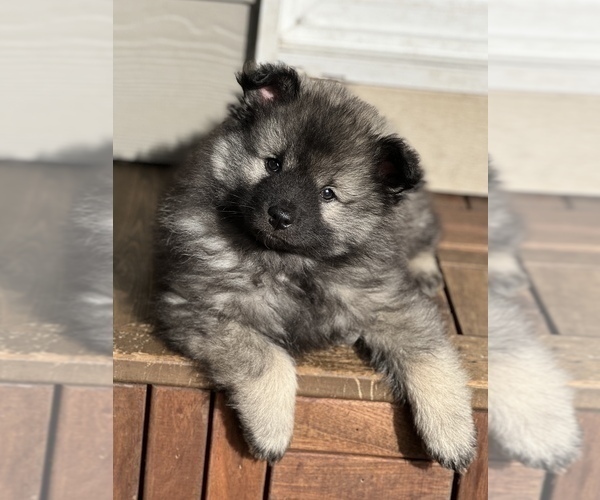 Medium Photo #1 Keeshond Puppy For Sale in VANCOUVER, WA, USA