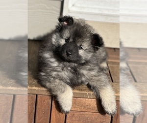 Medium Keeshond