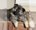 Puppy Viper Keeshond