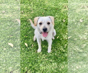 Mutt Dogs for adoption in Santa Clarita, CA, USA