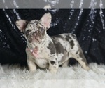 Small #5 French Bulldog