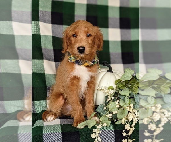Medium Photo #4 Goldendoodle-Mutt Mix Puppy For Sale in KIRKWOOD, PA, USA