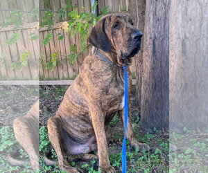 Brazilian Mastiff Dogs for adoption in Jasper, AL, USA