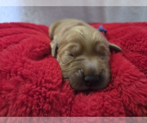 Medium Photo #3 Golden Retriever Puppy For Sale in GOODYEAR, AZ, USA