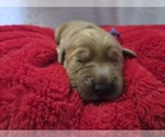 Puppy Blue Collar Golden Retriever