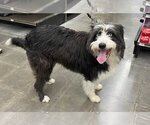 Small Photo #3 Australian Shepherd-Bearded Collie Mix Puppy For Sale in Lee's Summit, MO, USA