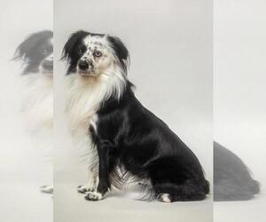 Australian Shepherd Dogs for adoption in Hot Springs Village, AR, USA