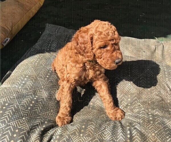 Medium Photo #9 Poodle (Standard) Puppy For Sale in JOPLIN, MO, USA