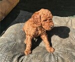 Small Photo #9 Poodle (Standard) Puppy For Sale in JOPLIN, MO, USA