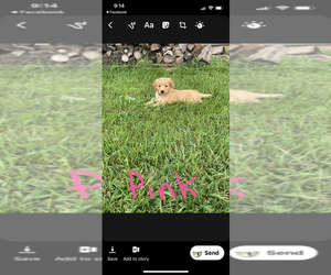 Golden Retriever Puppy for sale in MELROSE, MN, USA