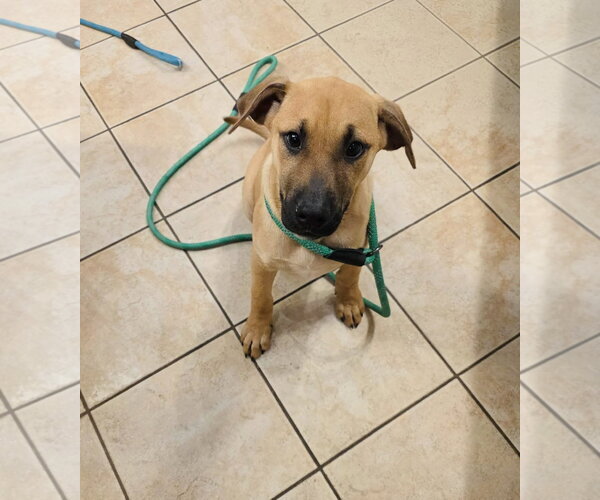 Medium Photo #1 Boxer Puppy For Sale in Winter, WI, USA