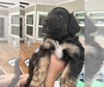 Small Photo #58 Aussiedoodle Puppy For Sale in LONGWOOD, FL, USA