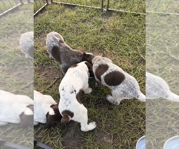 Medium Photo #7 German Shorthaired Pointer Puppy For Sale in CAMDEN, SC, USA