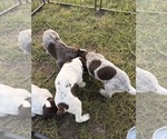 Small #6 German Shorthaired Pointer