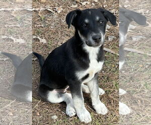 Labrador Retriever-Unknown Mix Dogs for adoption in Rockaway, NJ, USA