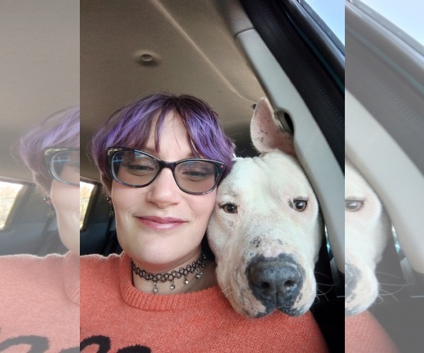 Medium Photo #2 American Pit Bull Terrier-Unknown Mix Puppy For Sale in Rustburg, VA, USA