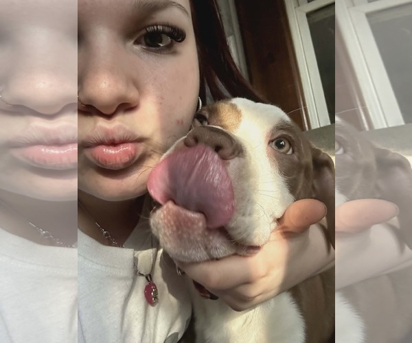 Medium Photo #3 American Staffordshire Terrier-Labrador Retriever Mix Puppy For Sale in New Hampton, NY, USA