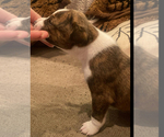 Small Photo #4 Basenji Puppy For Sale in TEXARKANA, TX, USA