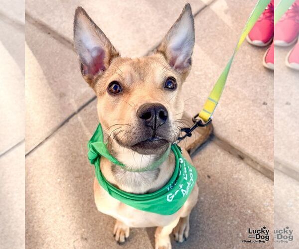 Medium Photo #2 Mutt Puppy For Sale in Washington, DC, USA