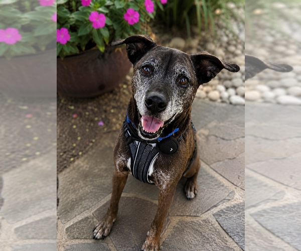 Medium Photo #7 Plott Hound-Unknown Mix Puppy For Sale in Mooresville, NC, USA