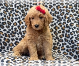 Goldendoodle (Miniature) Dog for Adoption in LAKELAND, Florida USA