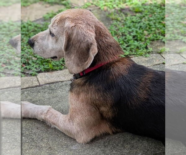 Medium Photo #6 Beagle Puppy For Sale in Dunnellon, FL, USA