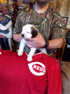 Medium Photo #6 Saint Bernard Puppy For Sale in LANCASTER, KY, USA