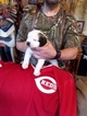 Small Photo #6 Saint Bernard Puppy For Sale in LANCASTER, KY, USA
