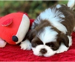 Small Photo #6 Shih Tzu Puppy For Sale in BUFORD, GA, USA