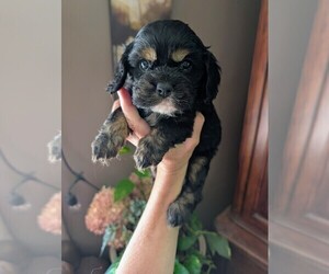 Cavalier King Charles Spaniel Puppy for sale in CENTURIA, WI, USA