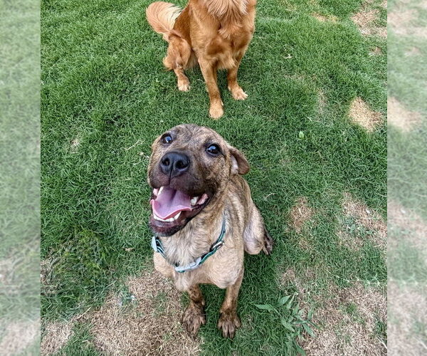 Medium Photo #3 Mutt Puppy For Sale in Mooresville, NC, USA