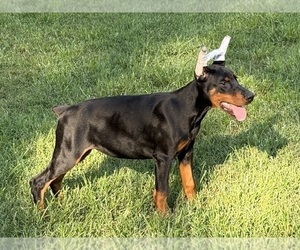 Doberman Pinscher Puppy for sale in NEWTON, NC, USA