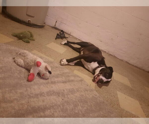 Medium Photo #11 Mutt Puppy For Sale in New York, NY, USA