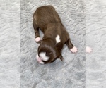 Small Photo #2 Miniature Australian Shepherd Puppy For Sale in ARDMORE, OK, USA