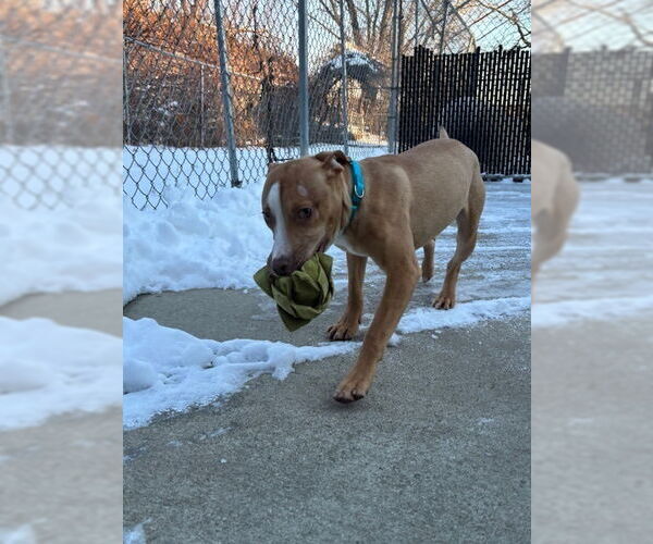 Medium Photo #2 Mutt Puppy For Sale in Elmsford, NY, USA