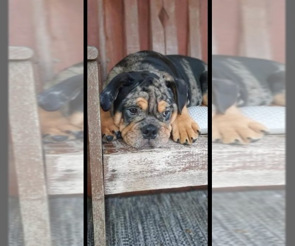 Medium Photo #1 Bulldog Puppy For Sale in WILLIFORD, AR, USA
