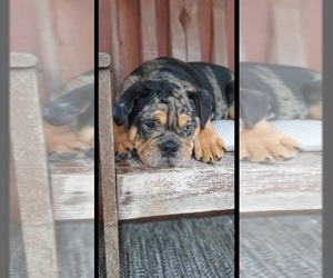 Bulldog Puppy for sale in WILLIFORD, AR, USA