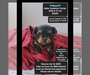 Yorkshire Terrier Puppy for sale in TUCSON, AZ, USA